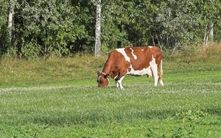 Requisitos de alimentación de la vaca lechera