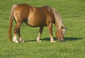 El tratamiento para el asma en los caballos