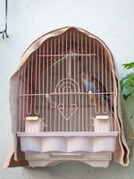 ¿Puede un periquito y Cockatiel se mantendrá en la misma jaula?