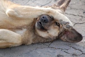 Los síntomas caninos pérdida de la visión