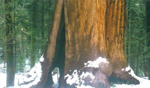 Cómo acceder a la pista de 100 Gigantes en el monumento nacional Sequoia