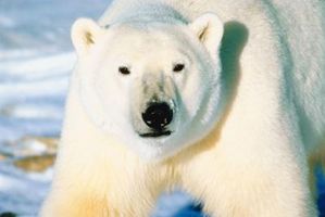 Datos acerca de los osos polares chinos