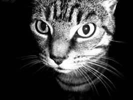 Efectos de la deficiencia de potasio en los gatos