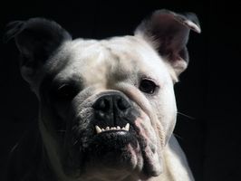 ¿Qué problemas entrenamiento insignificante para un Bulldog Inglés?