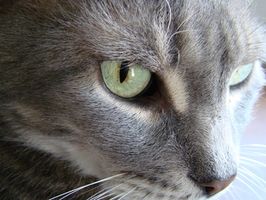 Tiroides de la armadura de toxicidad en los gatos