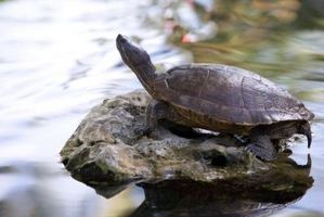 ¿Cómo saber la diferencia entre macho y hembra amarillas deslizantes tortugas