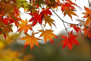 Cómo disfrutar de las hojas de otoño en el Central Park de Nueva York