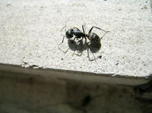¿Cómo deshacerse de las hormigas en el tejado