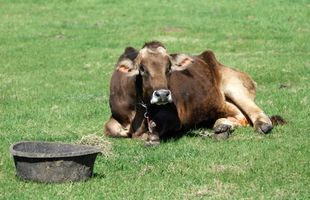 Brown Datos de vaca suiza