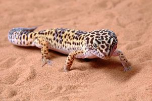 Los requisitos de iluminación Leopard Gecko