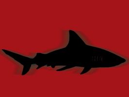 Hábitat de los tiburones Mako
