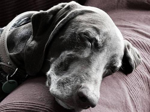 La información sobre la valeriana para la ansiedad en los perros