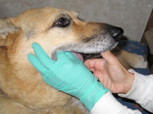 El tratamiento de la cistitis canina Cytoxan