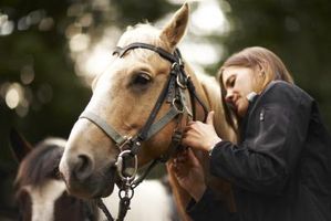 Cuáles son los tratamientos para un roto Hueso maxilar en un caballo?