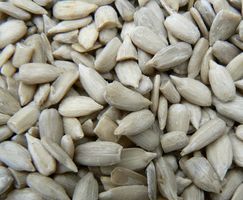 Cómo hacer germinar semillas de trigo sarraceno y girasol