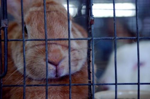 Cómo construir una jaula para conejos de madera enmarcada