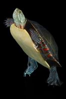 ¿Cómo saber la diferencia entre una mujer y de la tortuga de mar Hombre