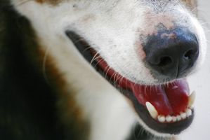 Epiteliotrópico linfoma cutáneo en un perro