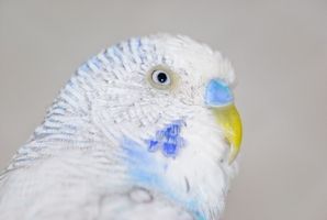 Cómo averiguar qué el sexo de su pájaro es