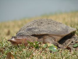 Lo que alimentar a las tortugas de caparazón blando