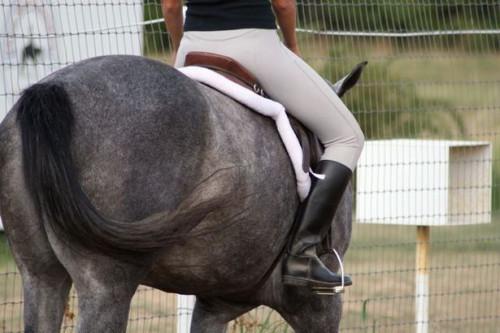 Cómo entrenar a un caballo a la pierna Rendimiento