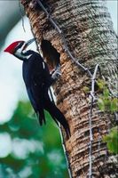Los hábitos de anidación de Pileated Woodpeckers