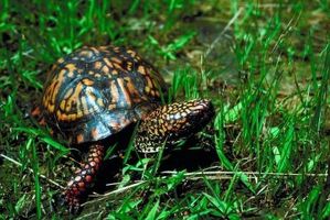 Los signos de la tortuga de caja de hibernación