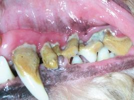 Enfermedades dentales perro