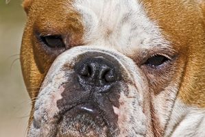 Signos y síntomas de problemas renales en un perro macho Bull