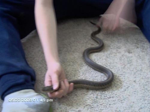 Cómo cuidar de una serpiente de jardín