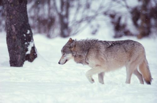 Cómo detener la matanza de lobos en Alaska