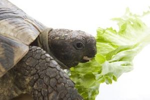 Los alimentos aprobados para tortugas sulcata