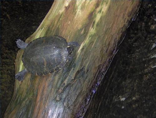 Pintado hábitat de las tortugas