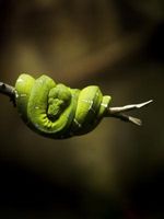 Los signos de serpientes de vertimiento