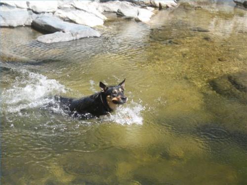 Cómo entrenar a tu perro para ir a nadar