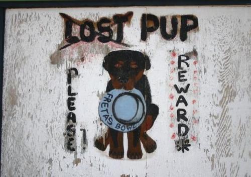Cómo encontrar un perro perdido