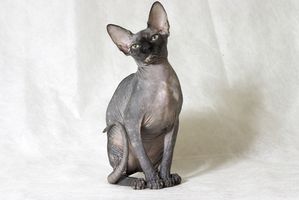 Información de los gatos de Sphynx
