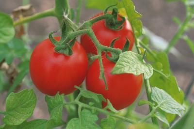 ¿Cuánto tiempo puede usted guardar tomates frescos de la nevera?