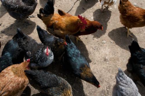Instrucciones de alimentador de pollos de engorde de PVC