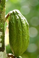 El uso de Cacao Nueces