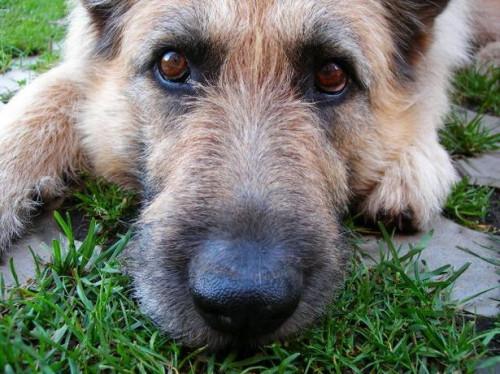 Signos y síntomas de hipotiroidismo en los perros