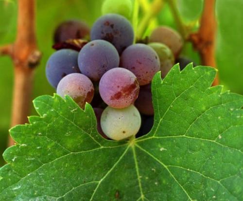 Tipos de las uvas de vino