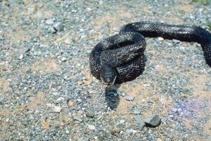 La identificación de la serpiente en Wisconsin