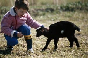 Cómo alimentar a las cabras Orphaned