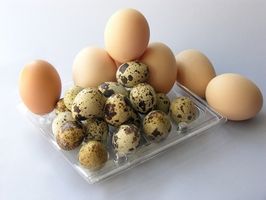 Cómo preparar huevos de una incubadora