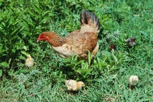Cómo criar pollos en casa y en la Ciudad
