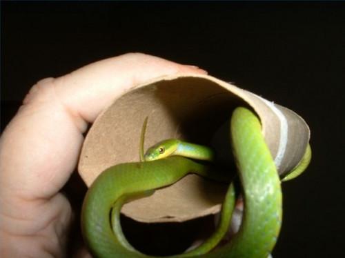 Cómo obtener una serpiente verde áspera para comer