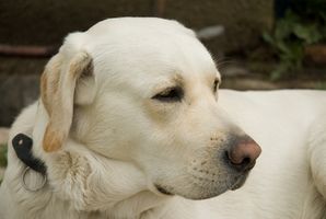 Entrenamiento de la obediencia para perros adoptados