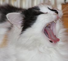 Los síntomas de la enfermedad periodontal en los gatos