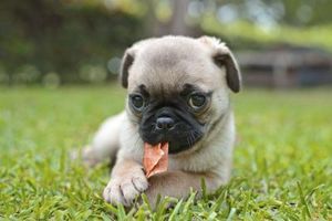 ¿Cuáles son los tratamientos para la formación de seroma en los perros?